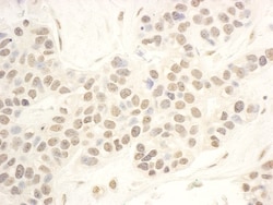 NOP56 Antibody, Novus Biologicals 0.1mL; Unlabeled:Antibodies, Polyclonal